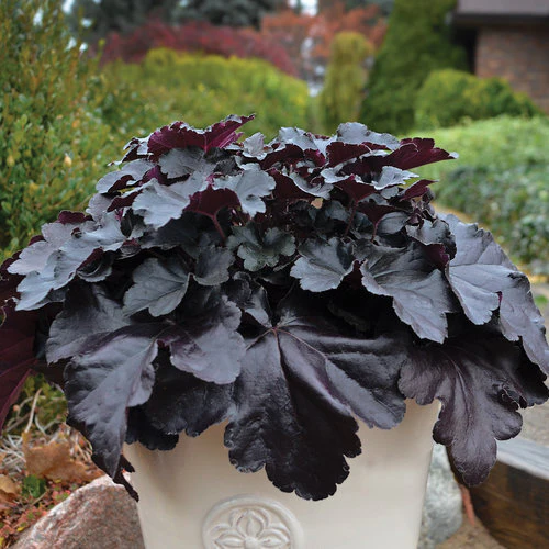 Annuals and Perennials